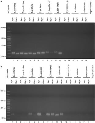 Nested PCR for the Diagnosis of Feline Sporotrichosis From Formalin-Fixed and Paraffin-Embedded Samples Using Different DNA Extraction Protocols